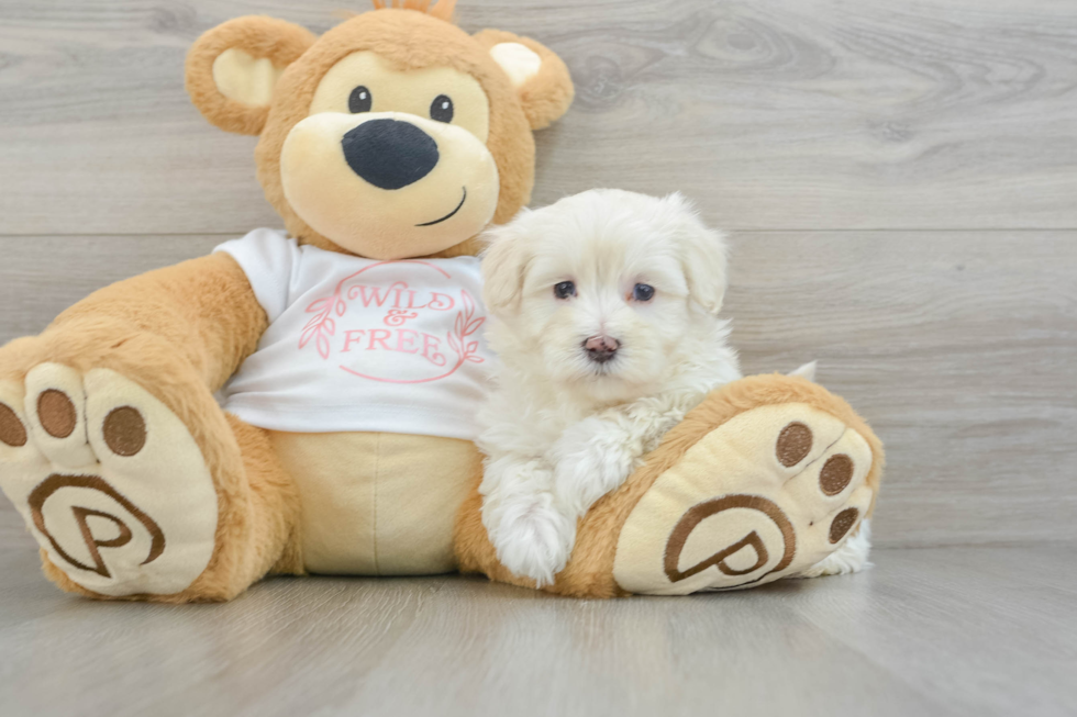 Friendly Maltipoo Baby