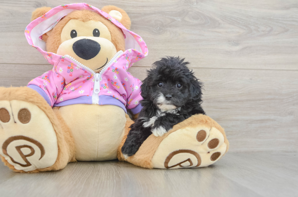 5 week old Maltipoo Puppy For Sale - Lone Star Pups