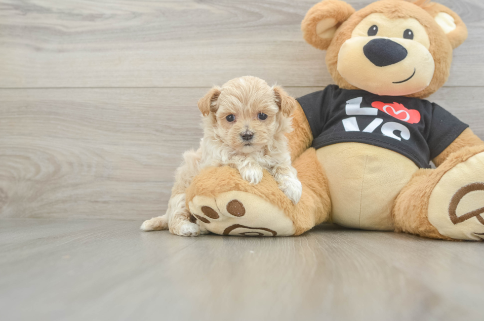 5 week old Maltipoo Puppy For Sale - Lone Star Pups