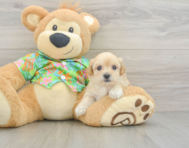 9 week old Maltipoo Puppy For Sale - Lone Star Pups