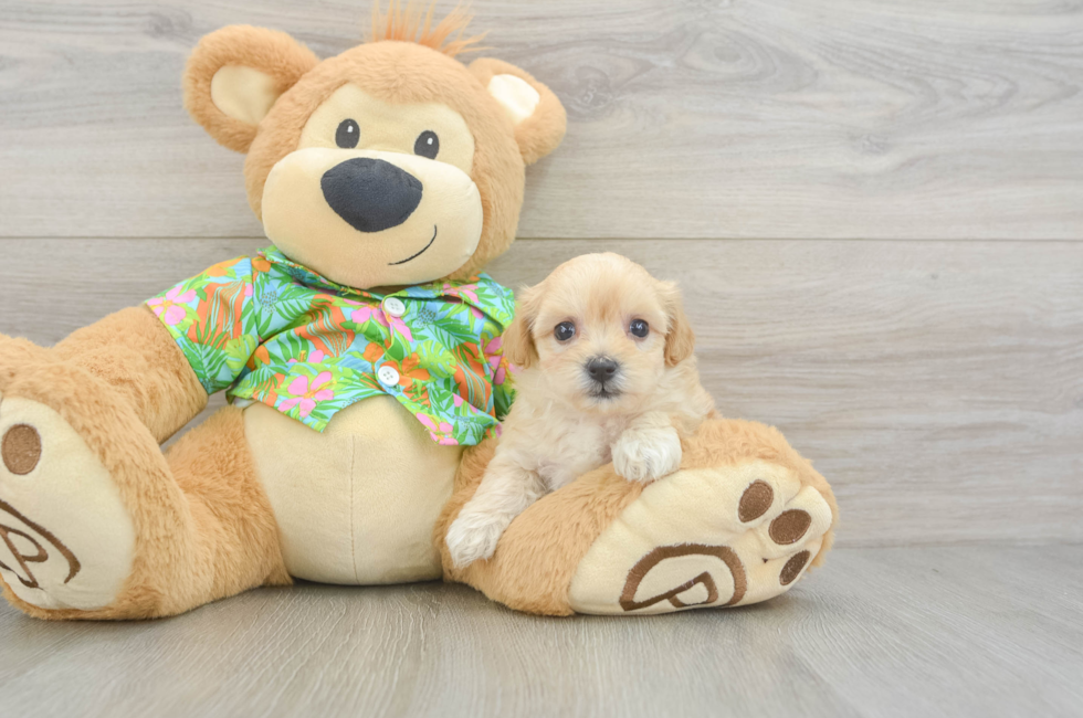 6 week old Maltipoo Puppy For Sale - Lone Star Pups