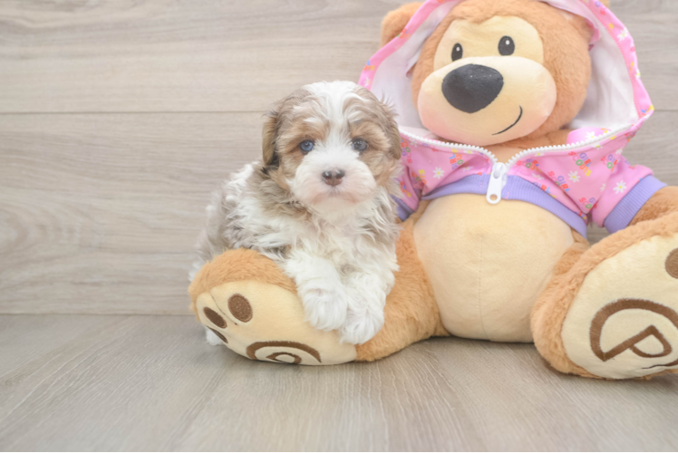 Smart Maltipoo Poodle Mix Pup