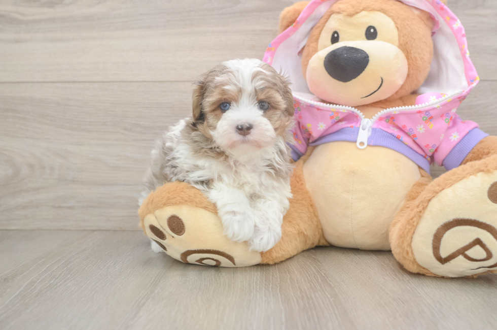 5 week old Maltipoo Puppy For Sale - Lone Star Pups