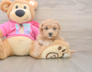 6 week old Maltipoo Puppy For Sale - Lone Star Pups