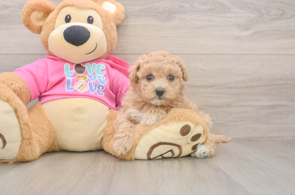 5 week old Maltipoo Puppy For Sale - Lone Star Pups