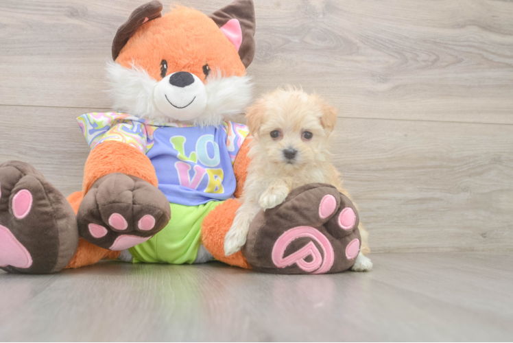 Hypoallergenic Moodle Poodle Mix Puppy