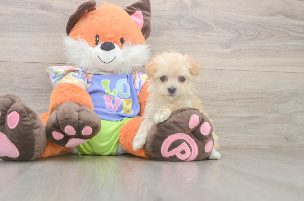 6 week old Maltipoo Puppy For Sale - Lone Star Pups