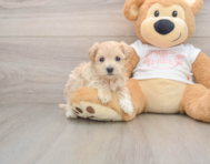7 week old Maltipoo Puppy For Sale - Lone Star Pups