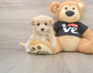 6 week old Maltipoo Puppy For Sale - Lone Star Pups