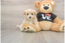 Popular Maltipoo Poodle Mix Pup