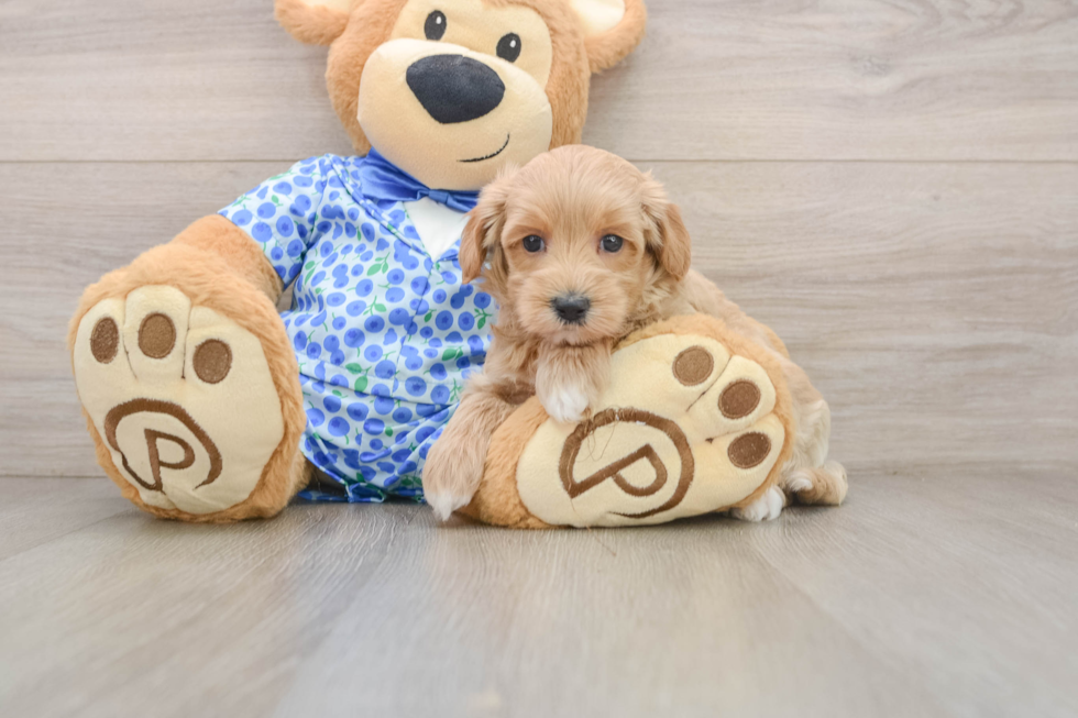 Maltipoo Pup Being Cute