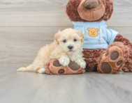 10 week old Maltipoo Puppy For Sale - Lone Star Pups