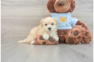 Maltipoo Puppy for Adoption