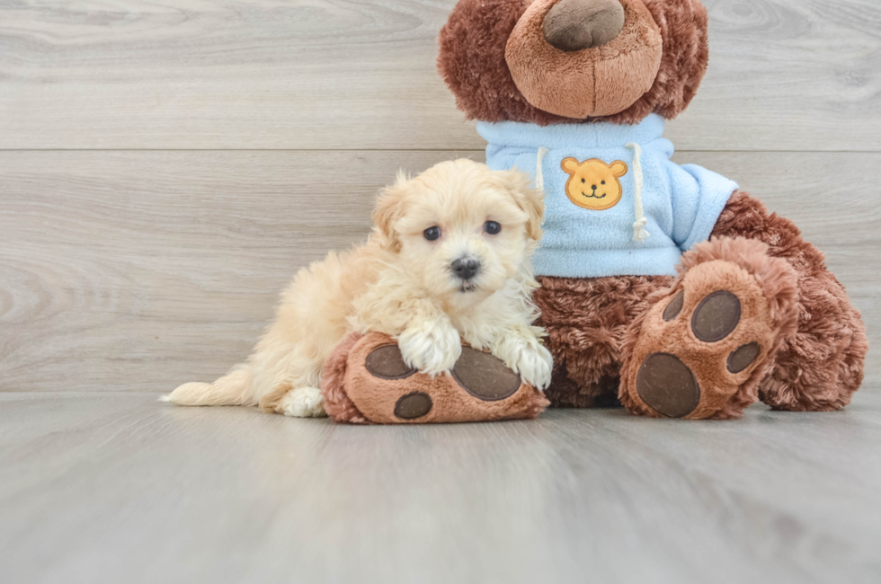 7 week old Maltipoo Puppy For Sale - Lone Star Pups