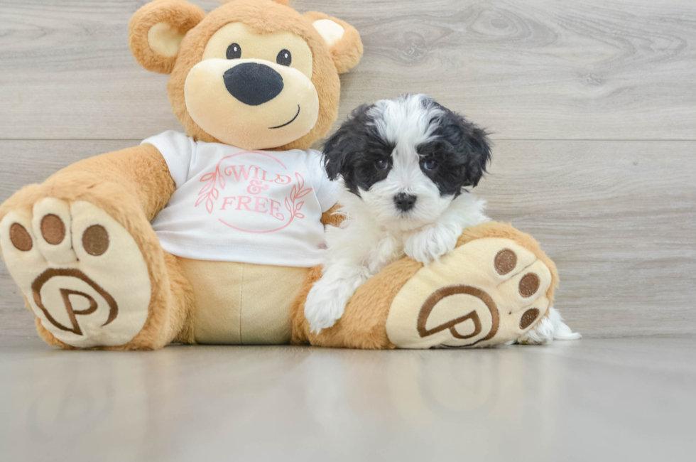 6 week old Maltipoo Puppy For Sale - Lone Star Pups