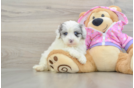 Maltipoo Puppy for Adoption