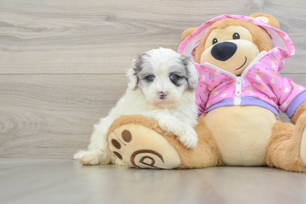 Maltipoo Puppy for Adoption