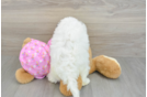 Friendly Maltipoo Baby
