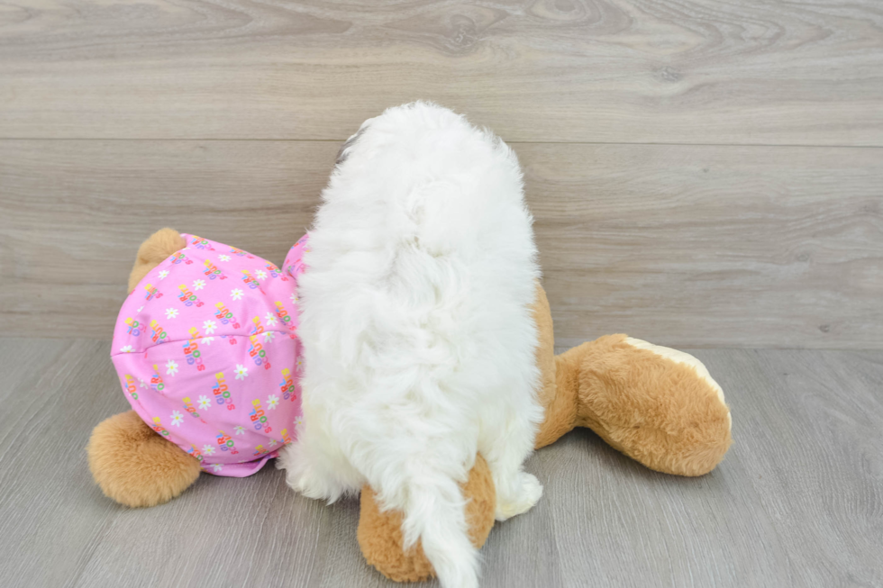 Friendly Maltipoo Baby