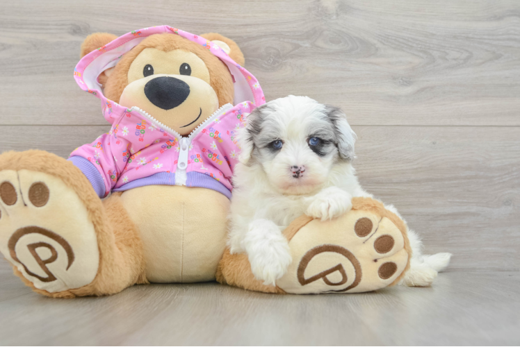 Energetic Multipoo Poodle Mix Puppy