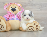 8 week old Maltipoo Puppy For Sale - Lone Star Pups