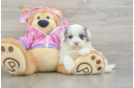 Energetic Multipoo Poodle Mix Puppy