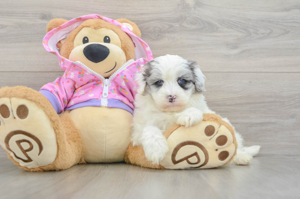 5 week old Maltipoo Puppy For Sale - Lone Star Pups