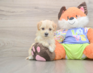 8 week old Maltipoo Puppy For Sale - Lone Star Pups