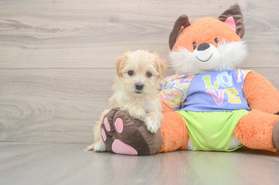 6 week old Maltipoo Puppy For Sale - Lone Star Pups