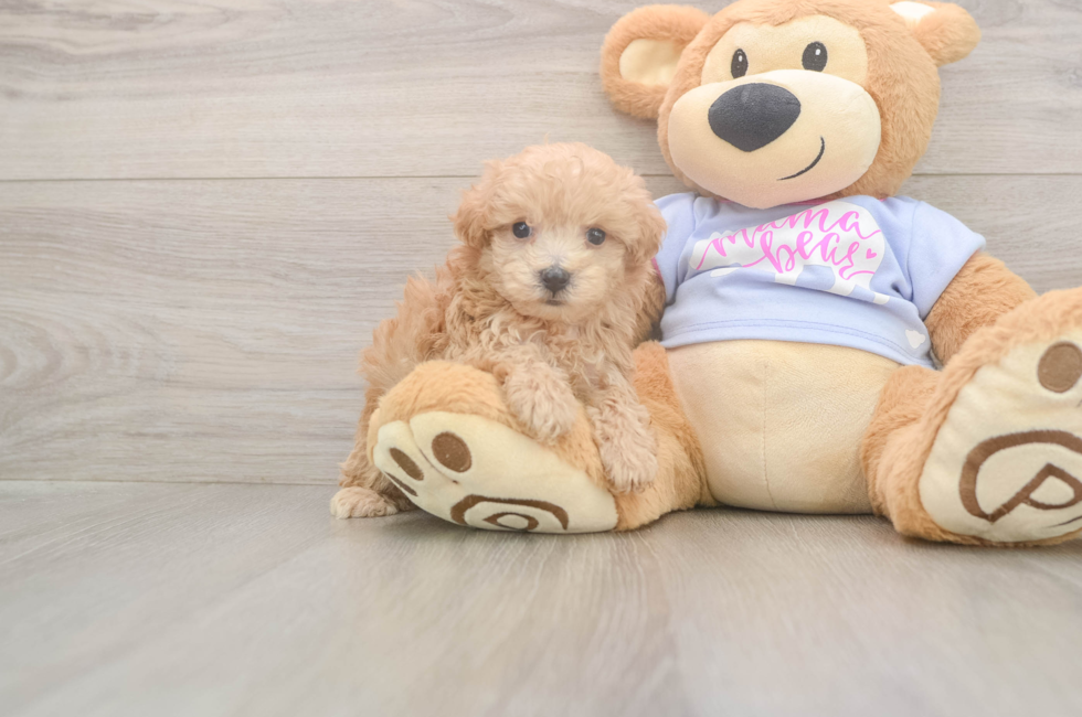 5 week old Maltipoo Puppy For Sale - Lone Star Pups