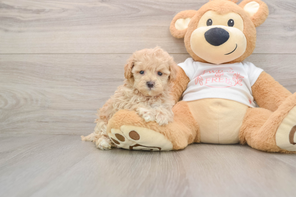 Best Maltipoo Baby