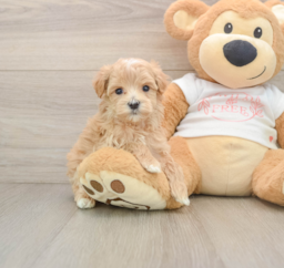 7 week old Maltipoo Puppy For Sale - Lone Star Pups