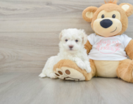 8 week old Maltipoo Puppy For Sale - Lone Star Pups