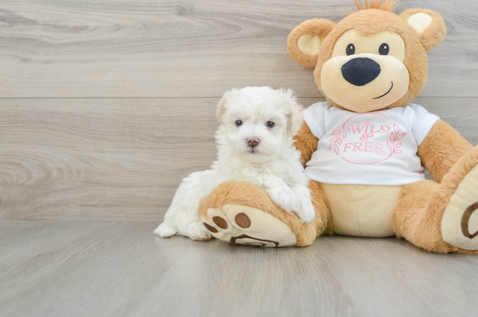 6 week old Maltipoo Puppy For Sale - Lone Star Pups