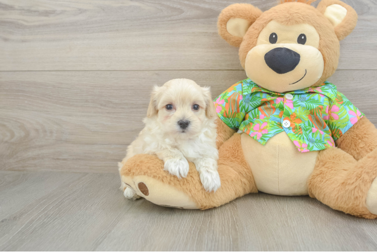 Maltipoo Puppy for Adoption