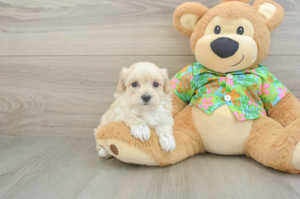 6 week old Maltipoo Puppy For Sale - Lone Star Pups