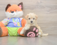 8 week old Maltipoo Puppy For Sale - Lone Star Pups