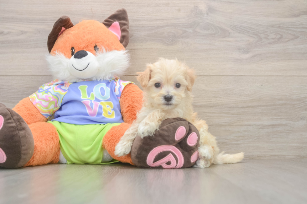 6 week old Maltipoo Puppy For Sale - Lone Star Pups