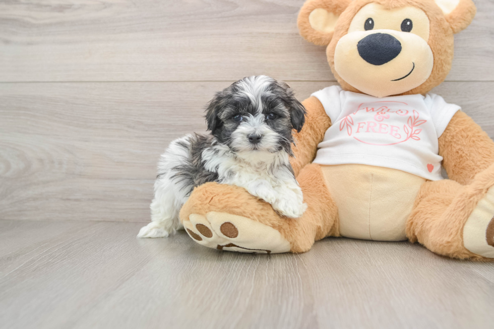 Maltipoo Puppy for Adoption