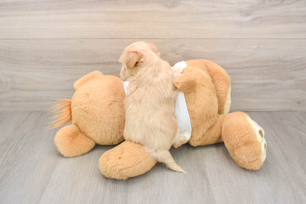 Maltipoo Pup Being Cute