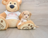 6 week old Maltipoo Puppy For Sale - Lone Star Pups