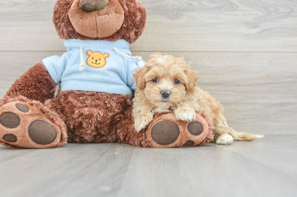 7 week old Maltipoo Puppy For Sale - Lone Star Pups