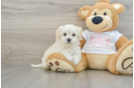 Best Maltipoo Baby