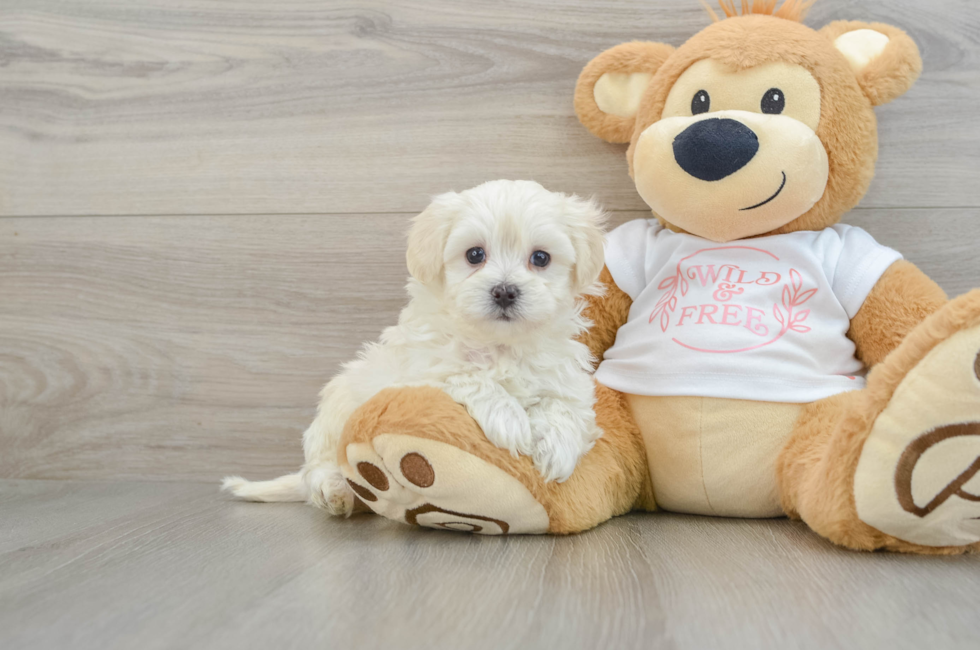 6 week old Maltipoo Puppy For Sale - Lone Star Pups