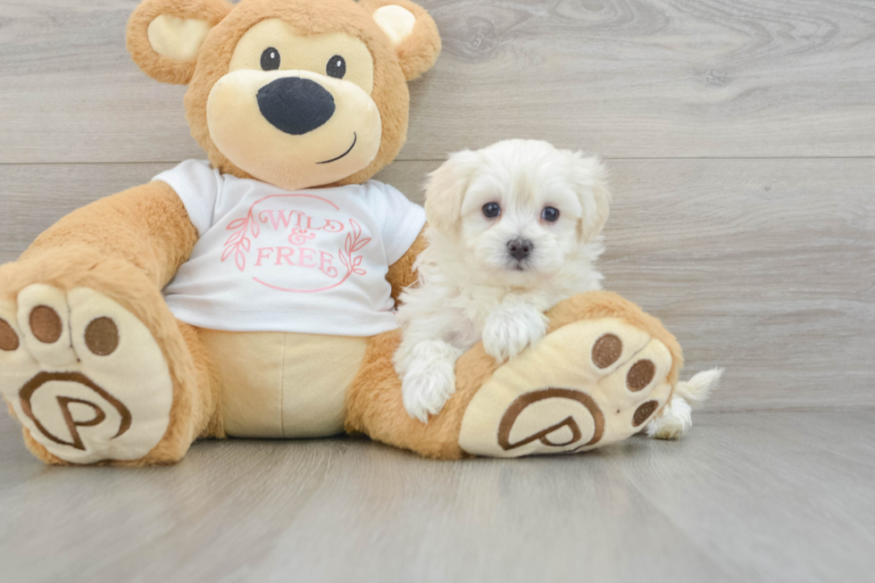 Maltipoo Pup Being Cute