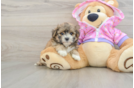 Sweet Maltipoo Baby