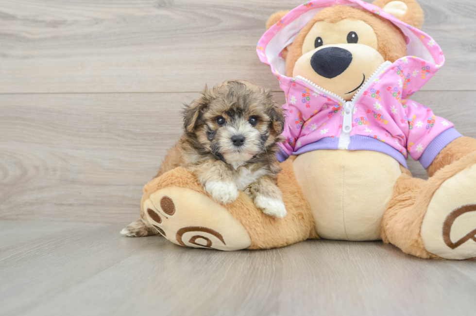 5 week old Maltipoo Puppy For Sale - Lone Star Pups