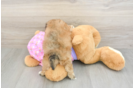 Best Maltipoo Baby
