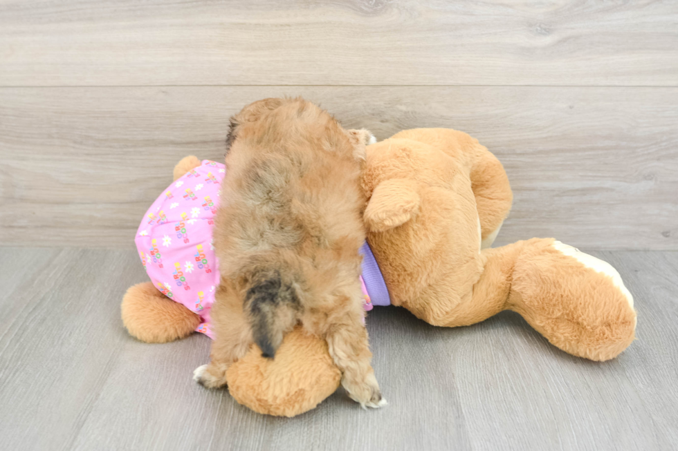 Best Maltipoo Baby