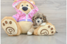 Maltipoo Pup Being Cute